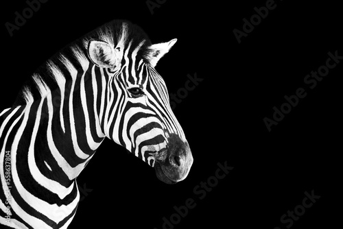 Head of Zebra photo in black and white over black background. © fotoyou