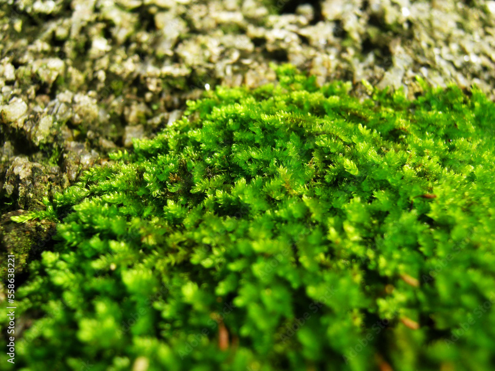 Nature Flower Nature Flower