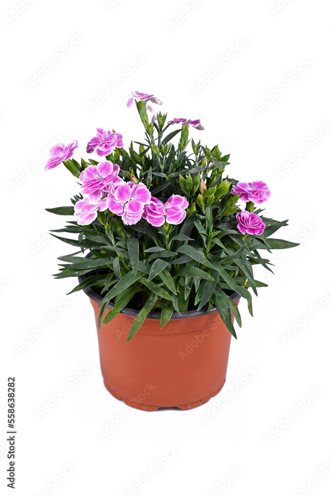 Fototapeta premium Potted pink Dianthus flowers on white background