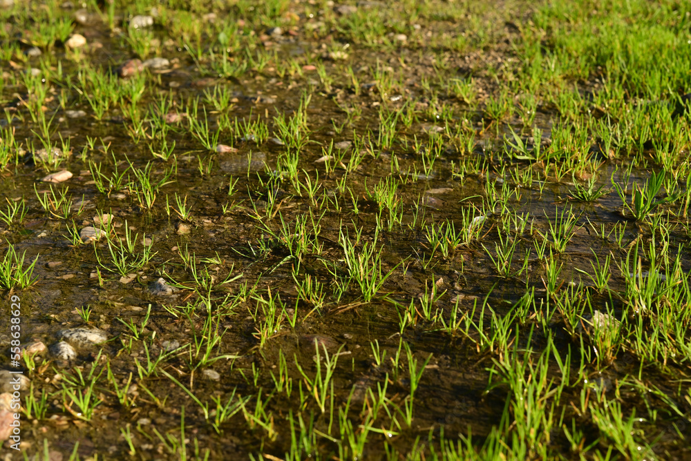 Obraz premium Grass is flooded. Consequences of downpour, flood. Green grass under a puddle water flood. 