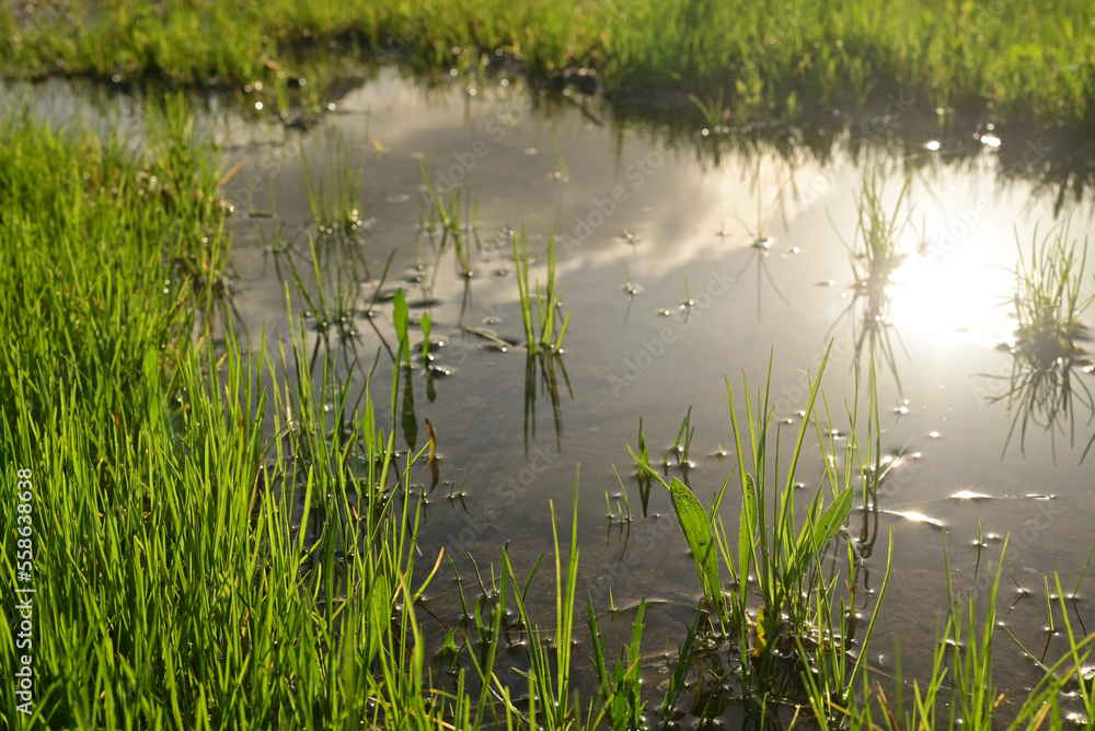 Green grass under a puddle water .Rainy summer or spring. Puddle of water in the grass. Green grass under a puddle water .Rainy summer or spring. Puddle of water in the grass.