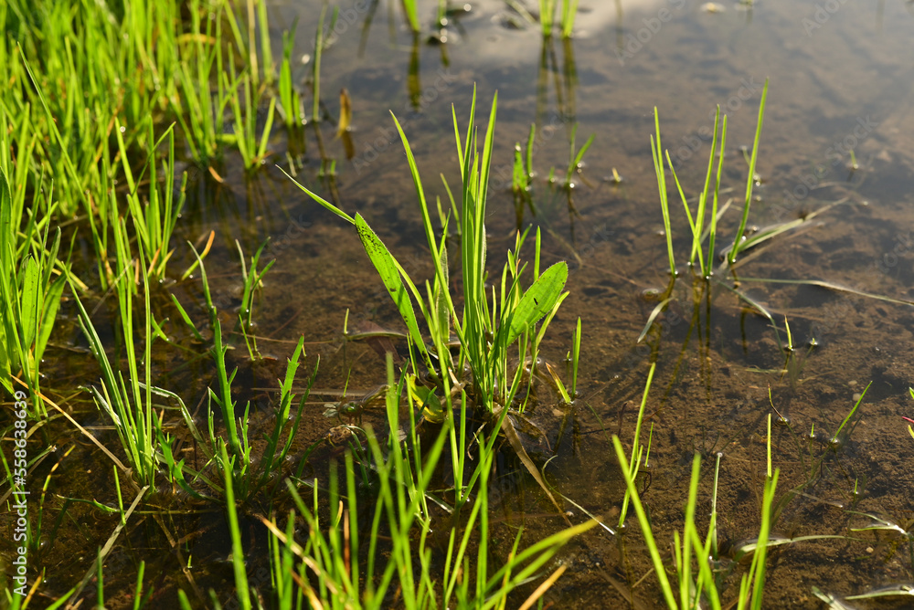Seedlings reflected on the water surface just after climbing Seedlings reflected on the water surface just after climbing
