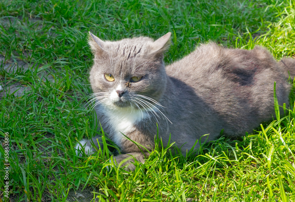 Purulent discharge from the eyes of a gray cat lying on the grass in summer. Sore eyes in a cat.Treatment and care