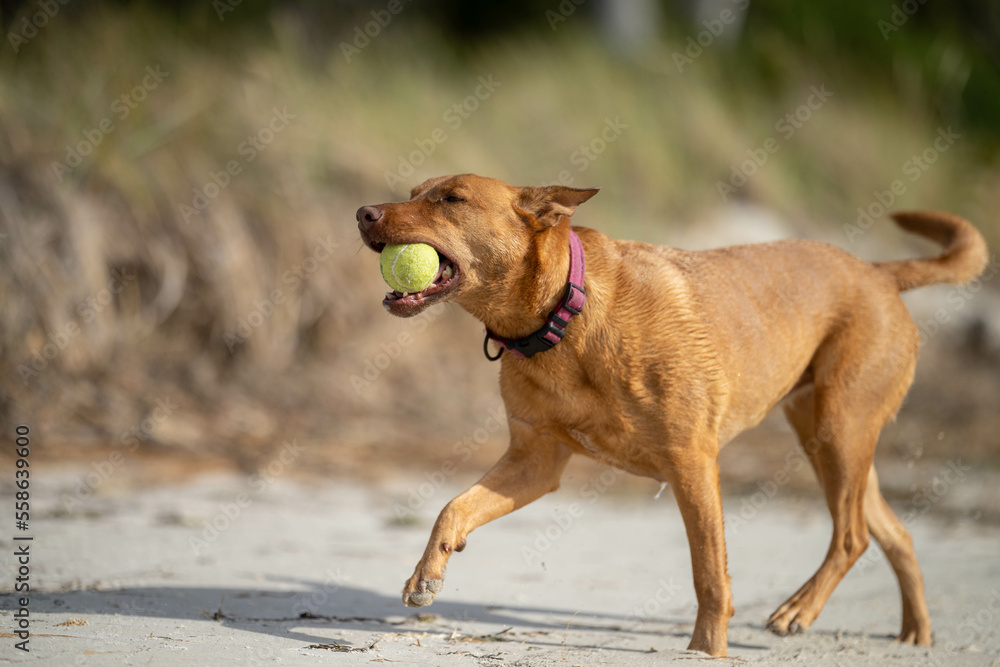 kelpie dog on the beach in australia kelpie dog on the beach in australia