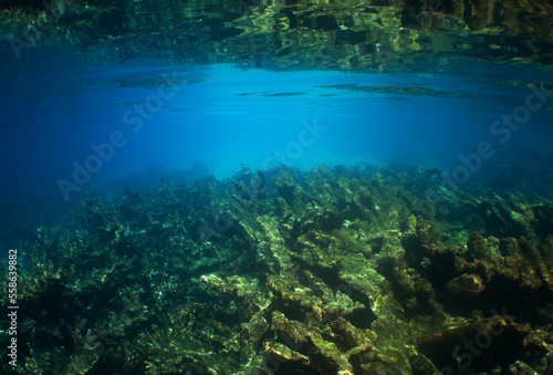 coral reef in the crystal clear waters of the caribbean sea