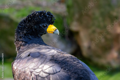 Portrait of the black curassow (Crax alector) photo