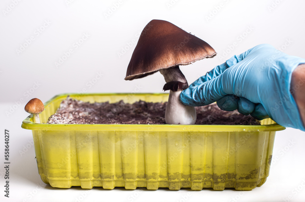 Psilocybe Cubensis Easy How To Grow Guide To Magic Mushrooms - x0af8oz