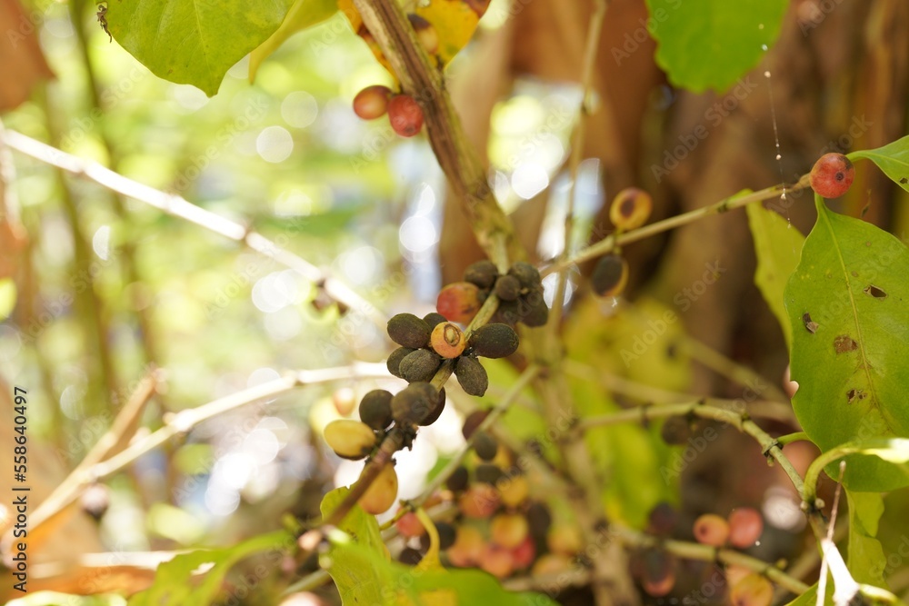 Damaged berries on the coffee tree. Damaged berries on the coffee tree.