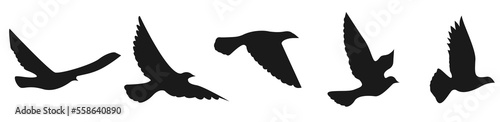 Vector silhouette of a flying bird. Inspiring ink for flash tattoos on the body. The concept of freedom and flight. Design element for tattoos, apps and websites