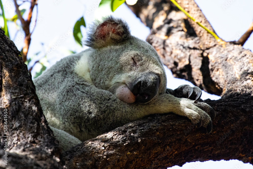 Obraz premium Beautiful, cute, adorable wild koala bear while sleeping between branches of eucalyptus tree found on Magnetic Island, Queensland, Australia. Symbol of Australia