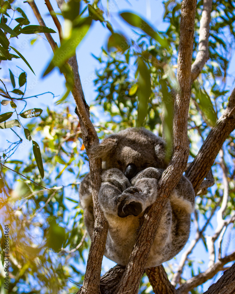 Beautiful, cute, adorable wild koala bear while sleeping between branches of eucalyptus tree found on Magnetic Island, Queensland, Australia. Symbol of Australia