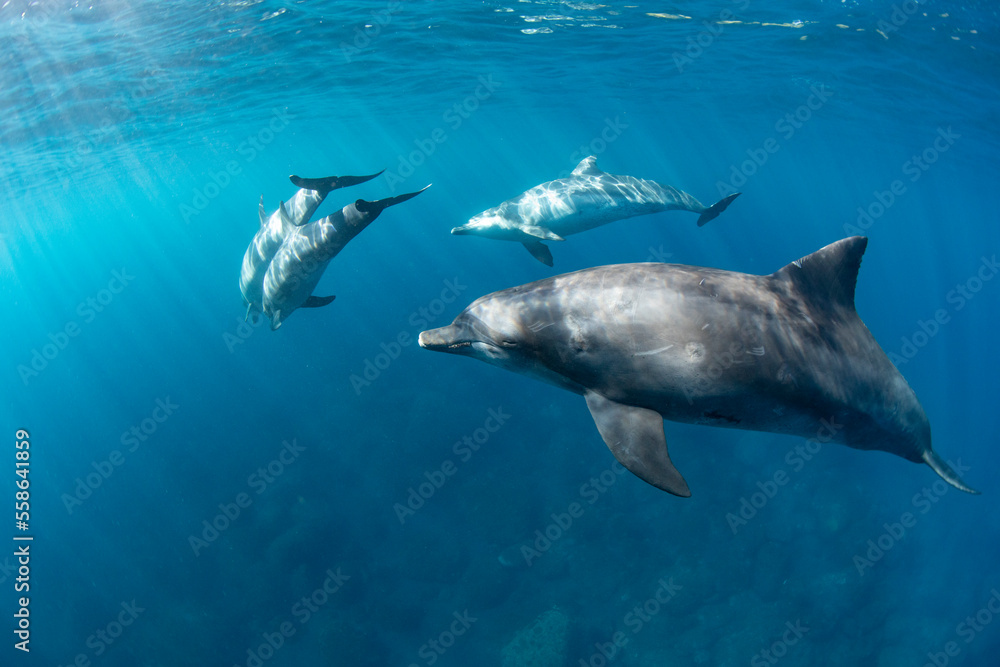 Fototapeta premium dolphin in the water