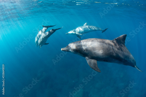dolphin in the water © 敏治 荒川