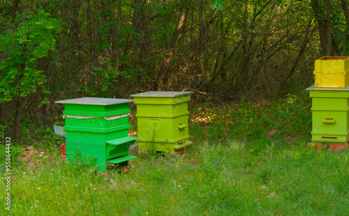 Bee apiary with colorful houses of bees among the green forest in nature