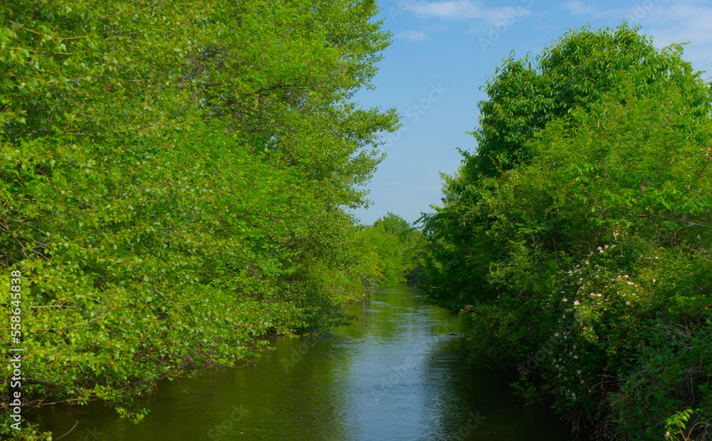 Landscape of a river and dense greenery around along the banks on a clear sunny day