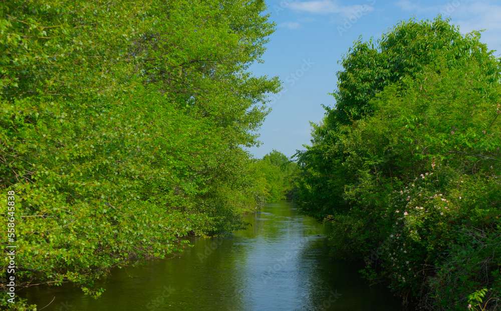 Landscape of a river and dense greenery around along the banks on a clear sunny day Landscape of a river and dense greenery around along the banks on a clear sunny day