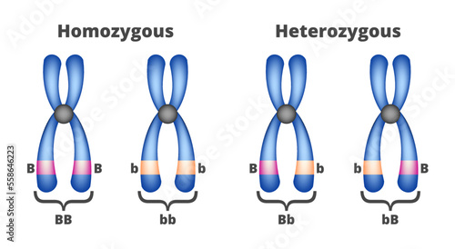 Vector illustration of homozygous and heterozygous chromosomes isolated on a white background. Two sets of chromosomes – homozygous with two identical alleles and heterozygous with different alleles. photo