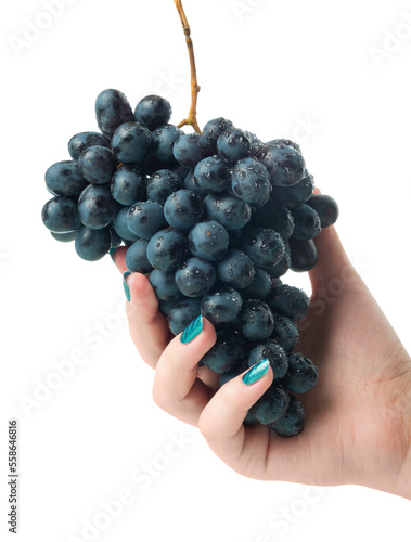 Woman's hand holding a branch of grapes with water drops, isolated on a transparent background png