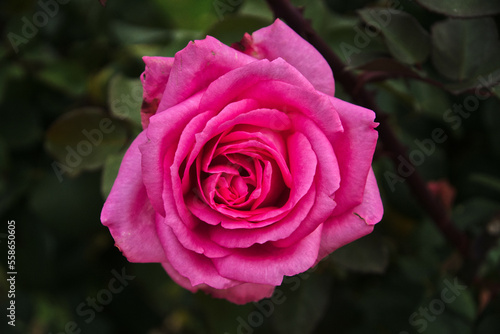 Beautiful Pink Rose close up