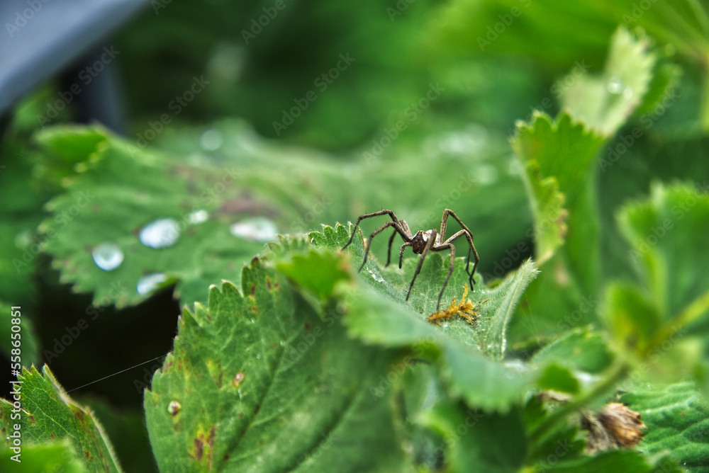 Fototapeta premium Spider closeup on a leaf with watler droplets 
