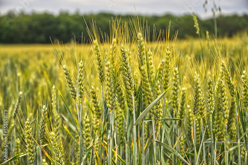 Barley hordeum vulgare with blurred background 