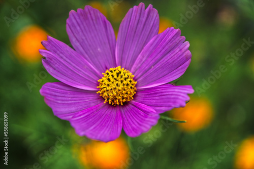 Garden cosmos with blurred background