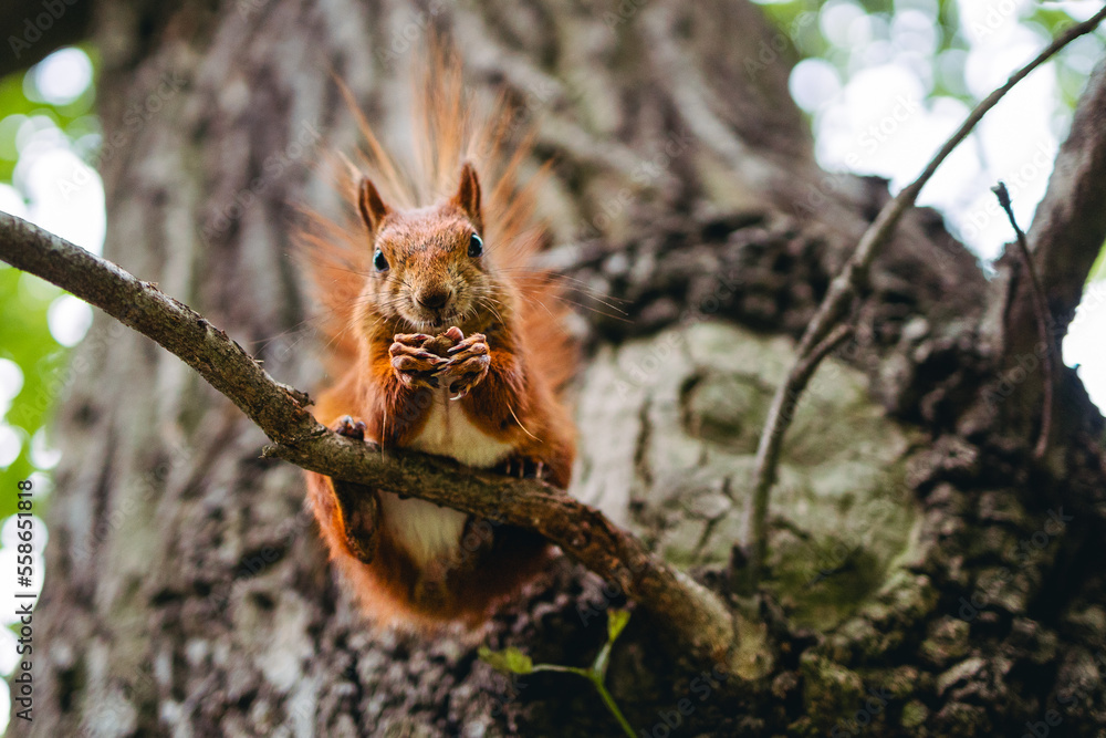Bliskie spotkanie z wiewiórką na drzewie  - obrazy, fototapety, plakaty 