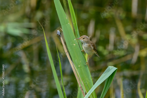 Reed Warbler, Acrocephalus scirpaceus, climbing a reed stem, frontal view facing left.