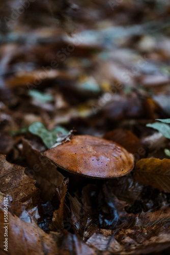 wild mushrooms in the forest in autumn