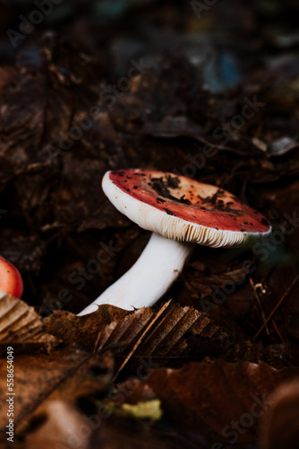wild mushrooms in the forest in autumn
