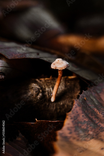 wild mushrooms in the forest in autumn