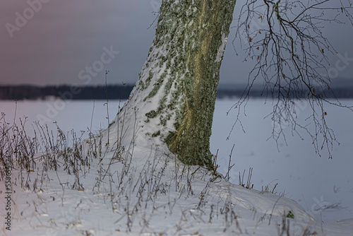 When the storm has moved on  you can see traces of snow on the trunk of the birch