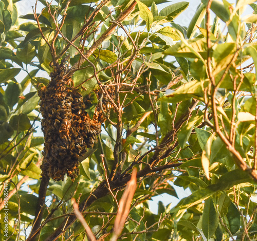Swarm of bees on a tree