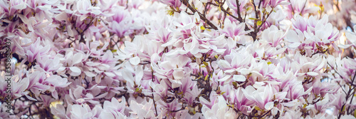 Fototapeta Naklejka Na Ścianę i Meble -  Beautiful Light Pink Magnolia Tree with Blooming Flowers during Springtime in English Garden, UK. Spring floral banner background