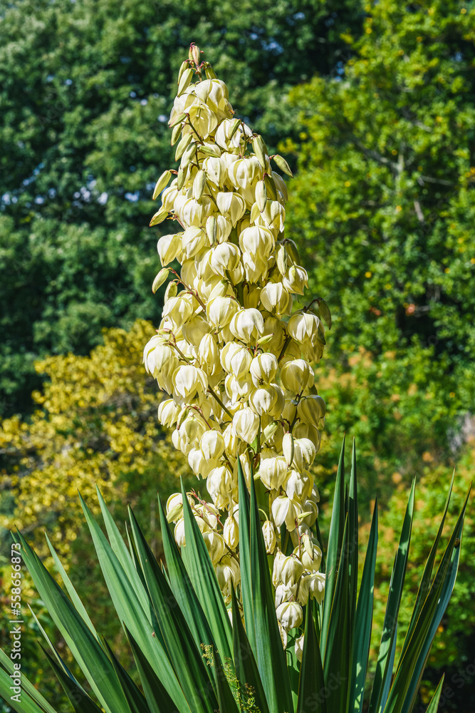 Obraz premium Adams Needle, Yucca Filamentosa, Gardens, Devon, England