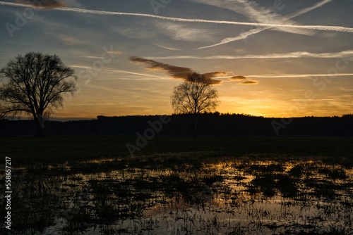 Wonderful blue golden red sky after sunset with trees in foreground