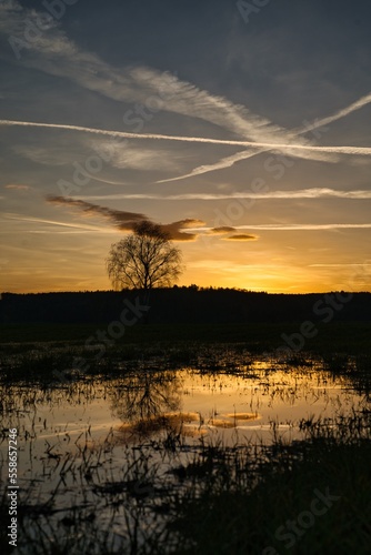 Wonderful blue golden red sky after sunset with trees in foreground