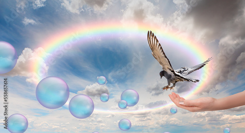 Canvas Print Freedom and peace concept - The woman hands free the pigeon into the sky