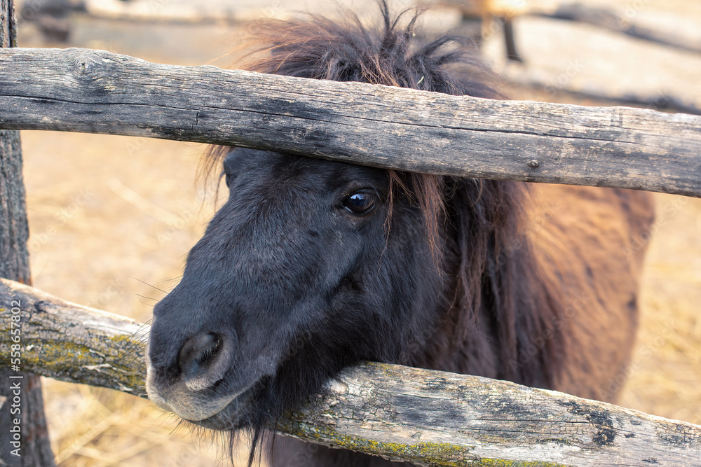 Pony in enclosure on animal farm.High quality photo. Pony in enclosure on animal farm.High quality photo.