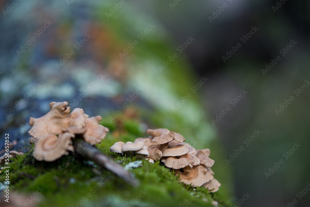 small fungus growing on a fallen tree