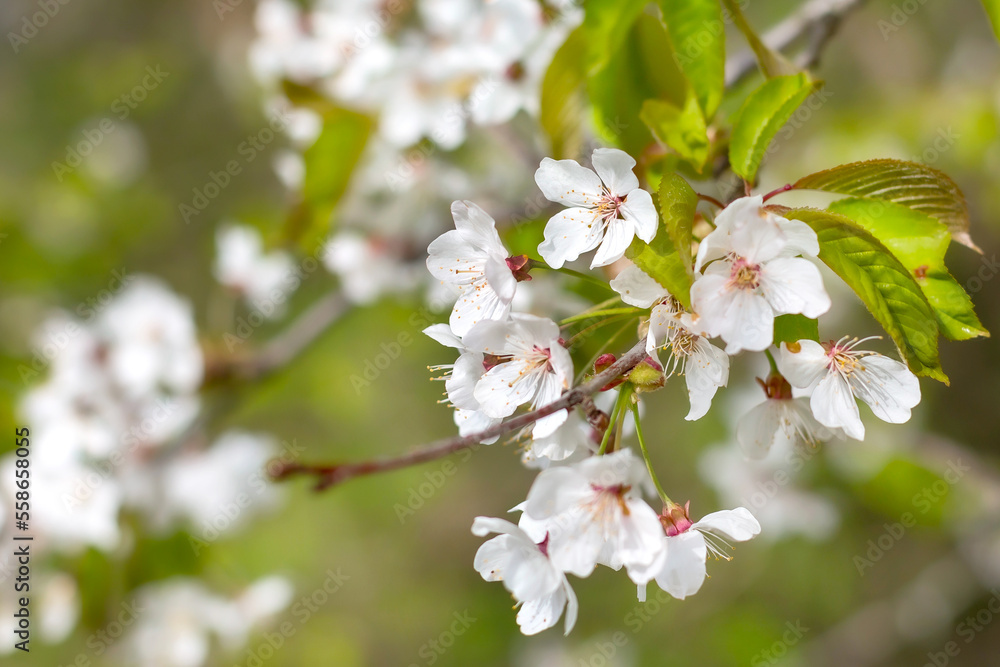 Close up of the spring white tree flowers branch Close up of the spring white tree flowers branch