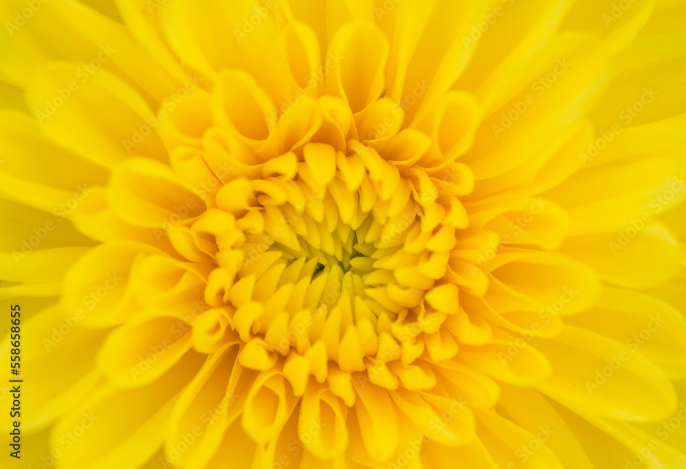 Fototapeta premium Chrysanthemum bright yellow,orange flower. On white isolated background,Closeup no shadows. Garden flower. Nature.