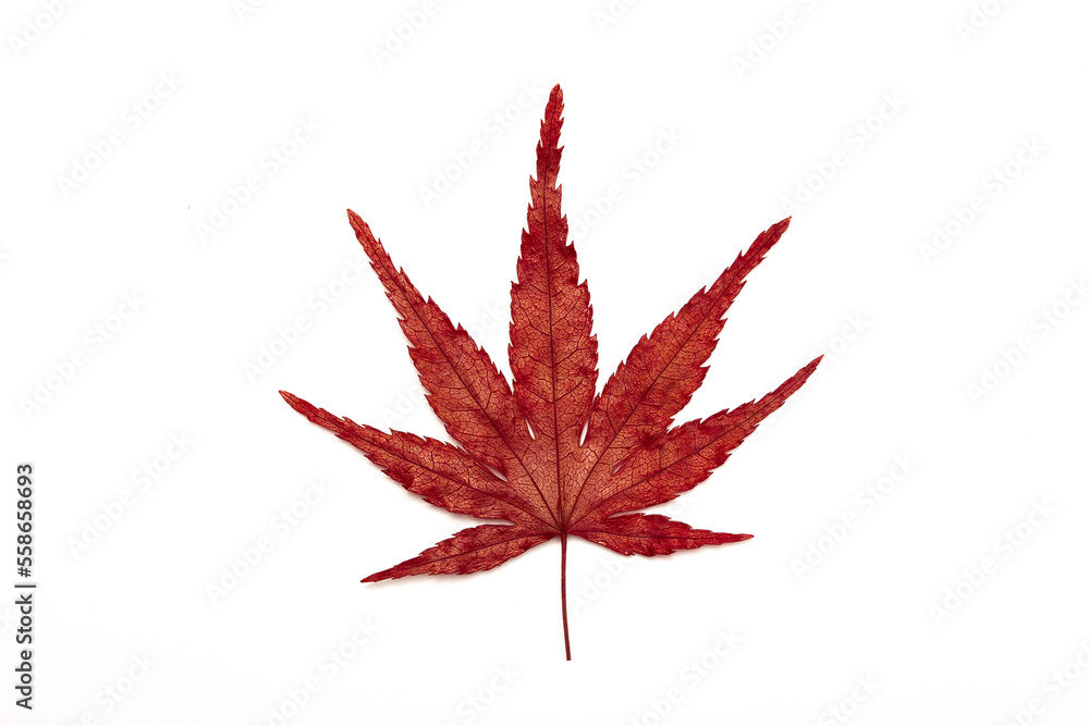 Autumn leaves on a white background isolated. Collection of colorful fallen autumn leaves. Autumn leaves on a white background isolated. Collection of colorful fallen autumn leaves.