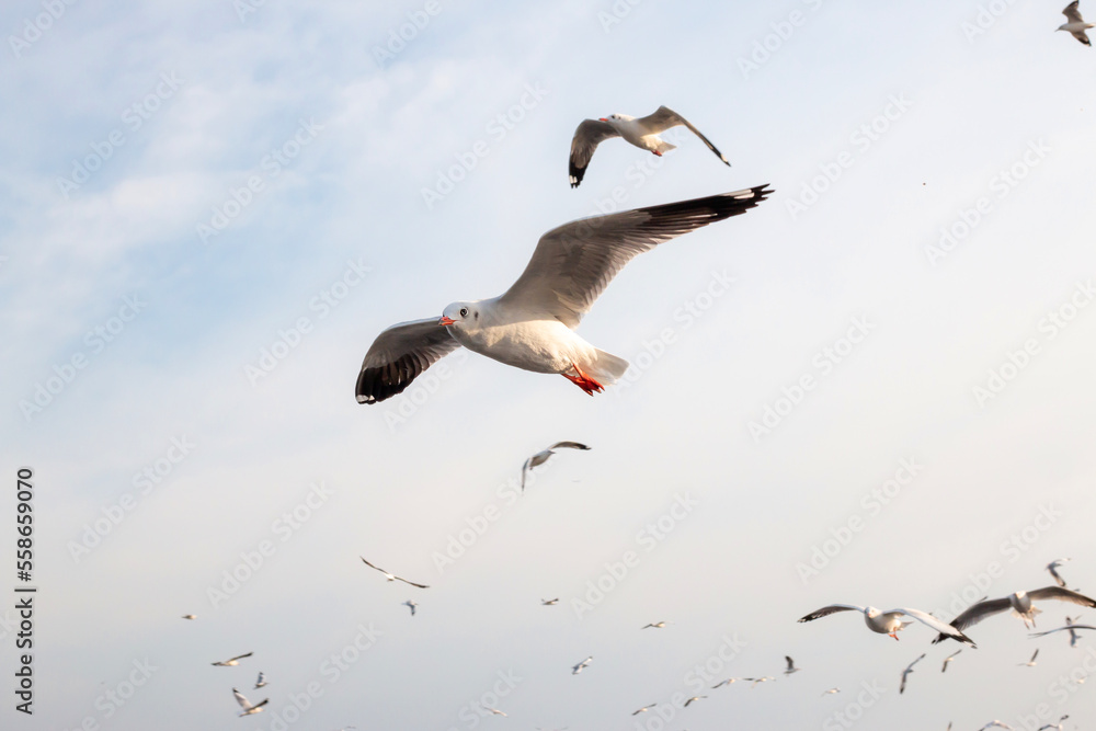 Seagulls at Bang Pu Recreation Center, Samut Prakan. Tourist attraction in Thailand Seagulls at Bang Pu Recreation Center, Samut Prakan. Tourist attraction in Thailand