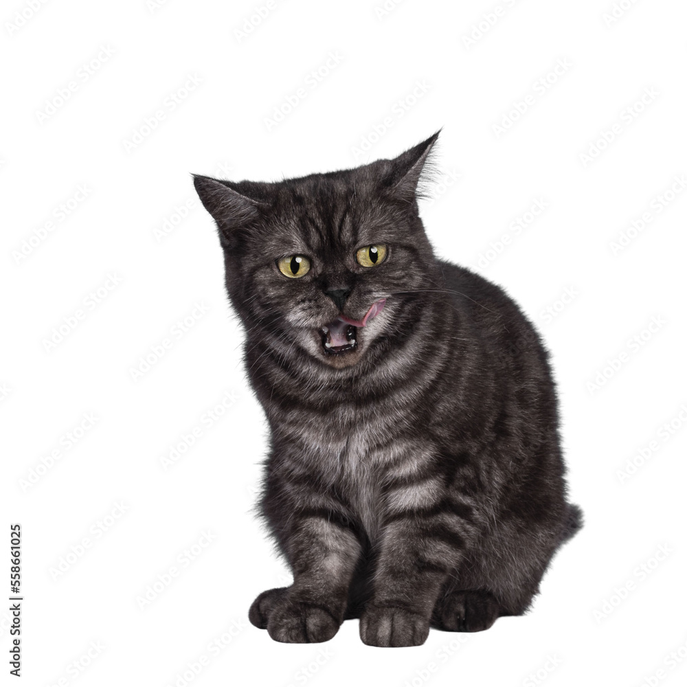 Obraz premium Cute Black smoke British Shorthair cat, sitting facing front. Mouth open, licking lips with pink tongue. Isolated cutout on a transparent background.