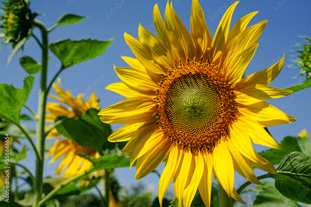 sunflower on blue sky/blooming sunflower field It's a beautiful yellow, clear sky.