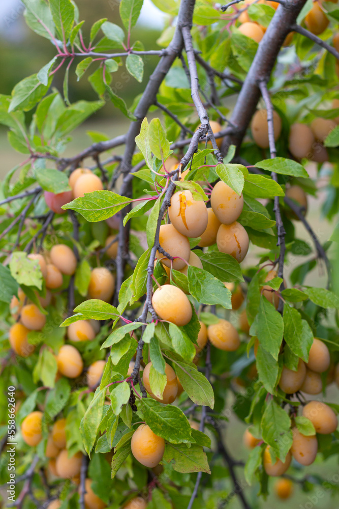 a plentiful harvest of yellow plums on a green branch