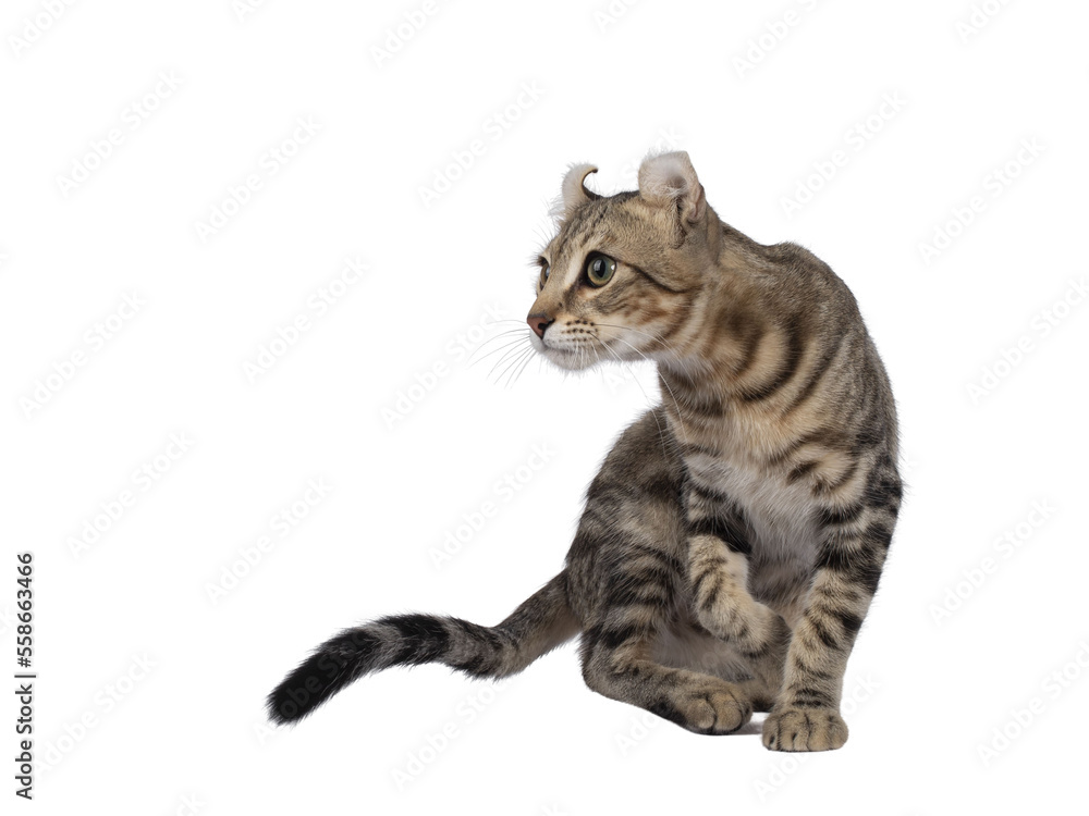 Beautiful brown tabby blotched American Curl Shorthair cat, turning side ways showing profile and ears. Looking ahead away from camera. Isolated cutout on a transparent background.