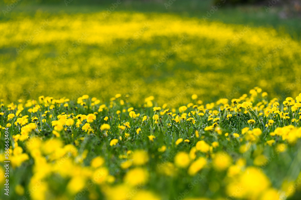 Yellow blooming dandellion field, bokeh background