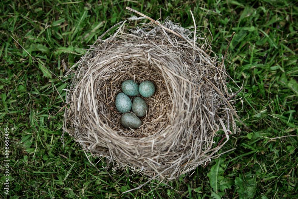 nest of thrush bird with green blue eggs nest of thrush bird with green blue eggs